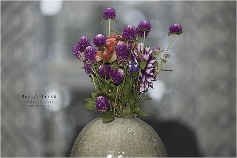 #rfphotochallenge www.rachelfarganisphotography.com